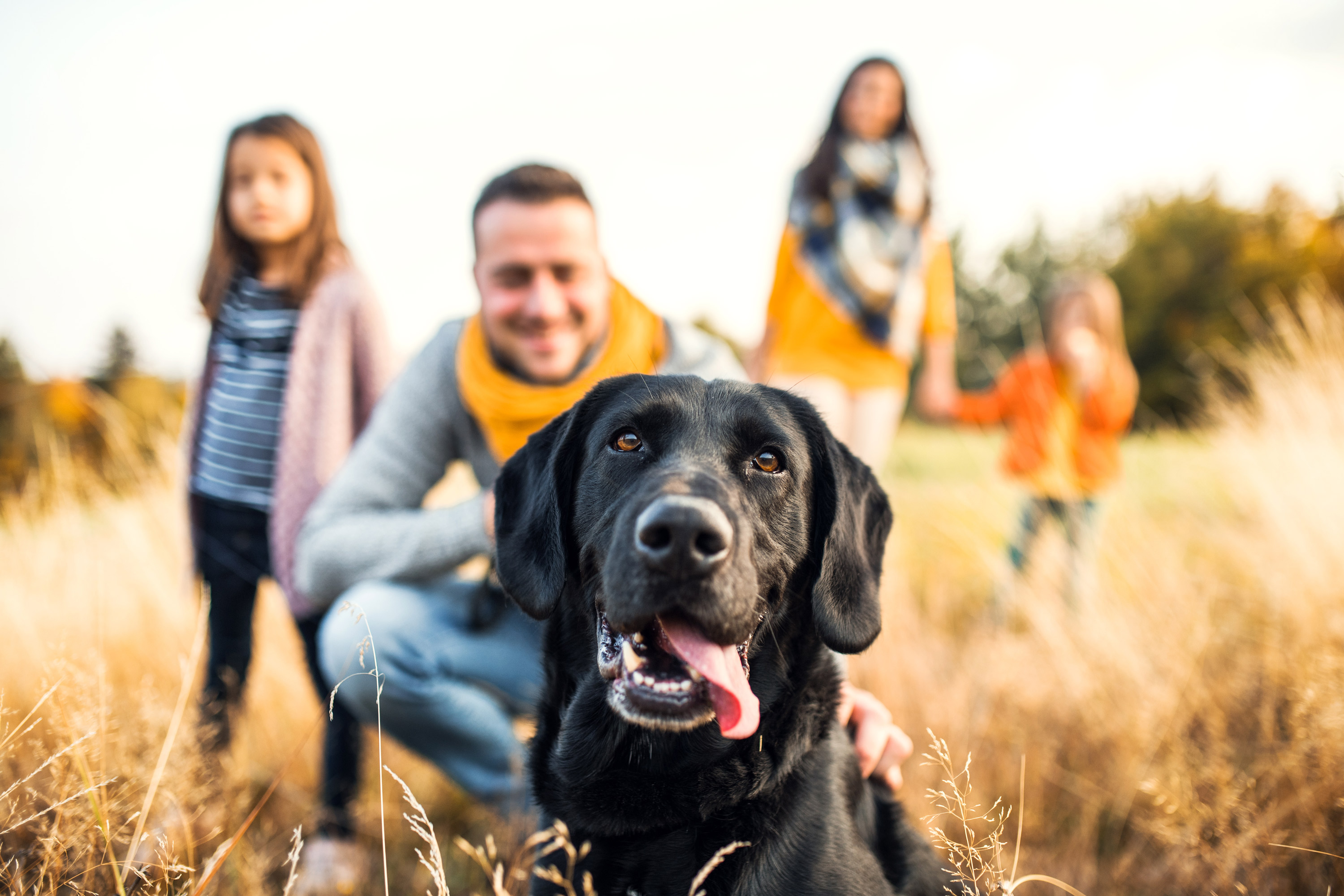 dog-in-field-with-owners